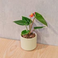 火鶴 莫蘭迪色系直紋陶盆 室內植物 觀葉植物 禮物 盆栽 交換禮物