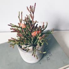 小丑魚 多肉 水泥盆植栽 特殊款多肉會開小花