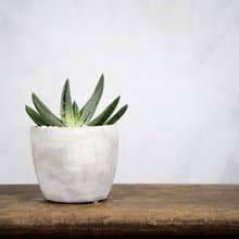 【室內盆栽】臥牛盆栽 室內植物 綠化 盆栽 植栽 開幕送禮 升遷