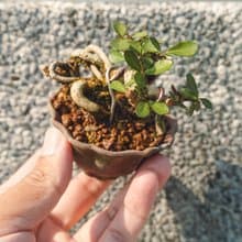 迷你露根牛港刺盆栽 小葉品種精緻盆景 迷你植栽 牛港刺豆盆栽
