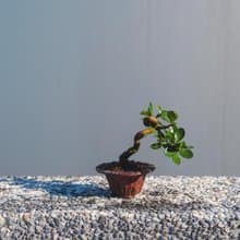 迷你牛港刺盆栽 迷你植栽 牛港刺豆盆栽配手工盆 送禮盆栽 文人樹