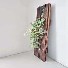 瓜子藤錦板植│陽台植物│喜光植物│觀葉植物│多肉