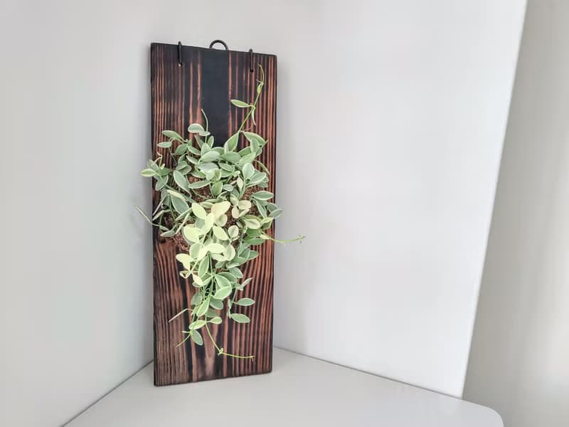 瓜子藤錦板植│陽台植物│喜光植物│觀葉植物│多肉