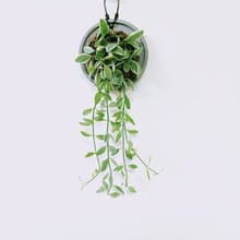 瓜子藤錦│水泥上板植栽│陽台植物│喜光植物│觀葉植物│多肉