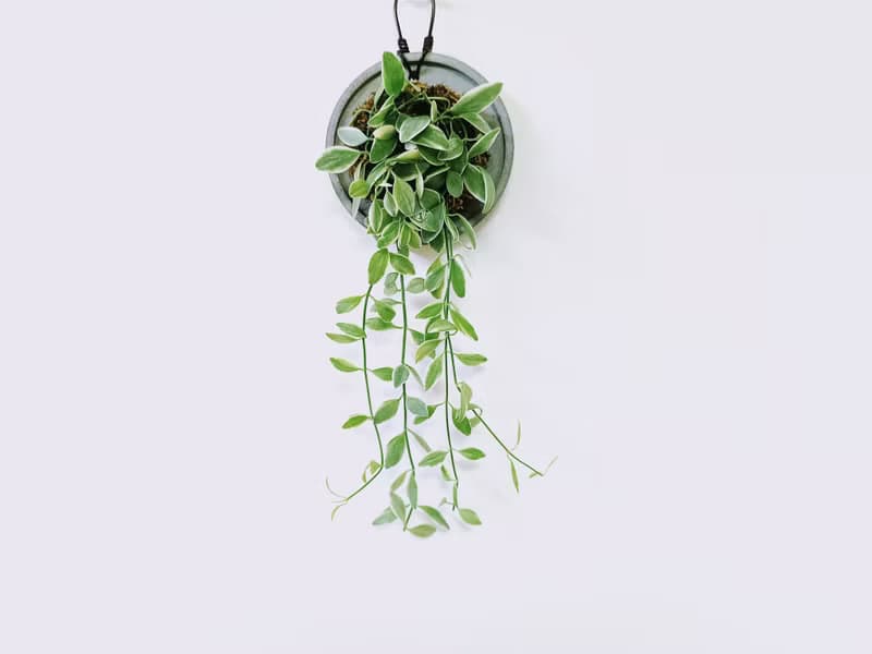 瓜子藤錦│水泥上板植栽│陽台植物│喜光植物│觀葉植物│多肉