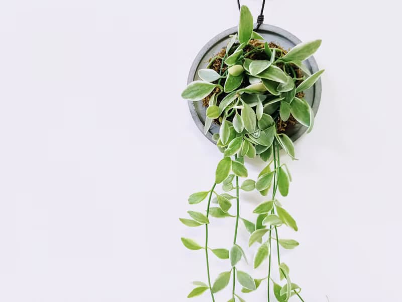 瓜子藤錦│水泥上板植栽│陽台植物│喜光植物│觀葉植物│多肉
