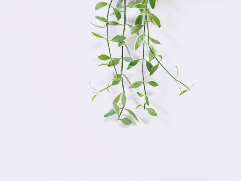 瓜子藤錦│水泥上板植栽│陽台植物│喜光植物│觀葉植物│多肉