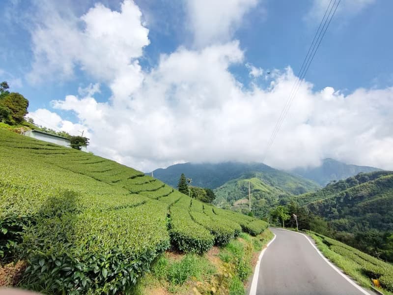 戀戀島嶼禮盒組 | 阿里山高冷金萱 | 阿里山茶區 | 送禮好茶