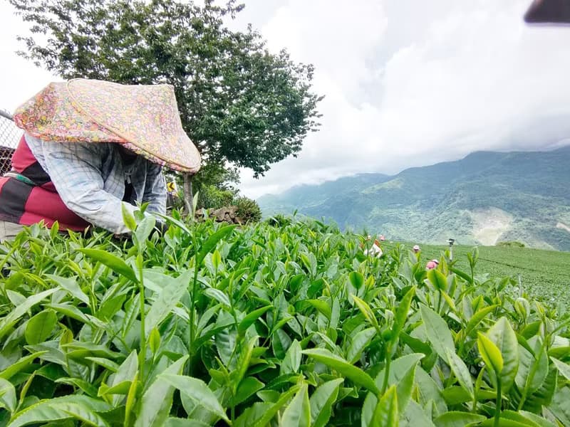 戀戀島嶼禮盒組 | 阿里山高冷金萱 | 阿里山茶區 | 送禮好茶