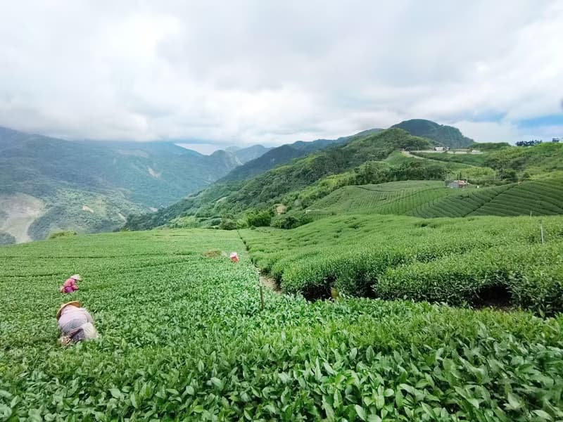 戀戀島嶼禮盒組 | 阿里山高冷金萱 | 阿里山茶區 | 送禮好茶
