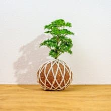 苔球植物 羽葉福祿桐苔球 苔玉 禮物 送禮 桌上盆栽