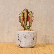 彩雲閣 潑墨水泥小盆栽  桌上型室內植物推薦 辦公室植栽