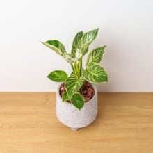鉑金蔓綠絨 中樹葉紋 水泥盆栽 開幕送禮 喬遷禮物 植栽 盆栽