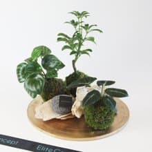 圓盤苔球盆栽 / 桌上盆栽