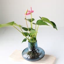 水培植栽│粉紅/紅火鶴_室內植物 辦公室盆栽  植栽盆栽 水耕植栽