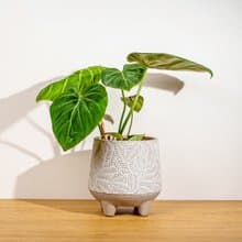錦緞蔓綠絨 大樹葉紋 水泥盆栽 桌上盆栽 開幕送禮 喬遷禮物