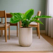 綠帝王 奶白色樹紋落地大盆栽 開幕花盆 觀葉植物 居家裝飾