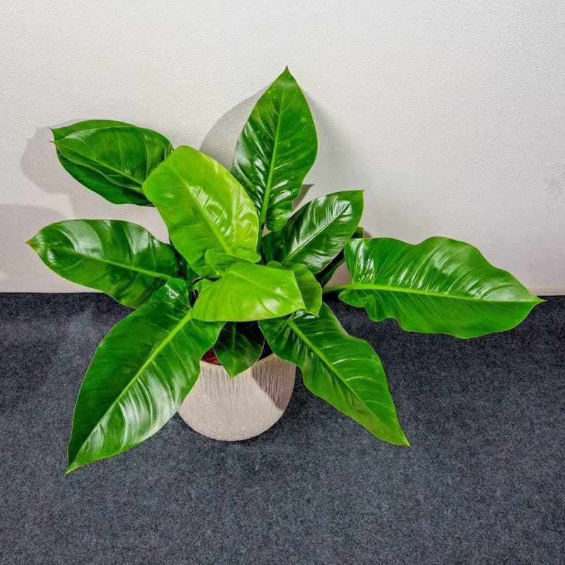 綠帝王 奶白色樹紋落地大盆栽 開幕花盆 觀葉植物 居家裝飾