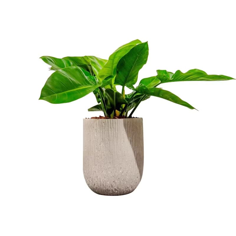 綠帝王 奶白色樹紋落地大盆栽 開幕花盆 觀葉植物 居家裝飾