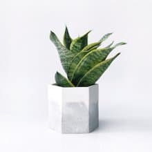 (預購) 白灰漸層系列 | 金剛虎尾蘭 淨化空氣 六邊形水泥植栽