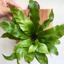 【山蘇】植物上板 居家擺飾 生日禮物 觀葉植物 室內植物 上板