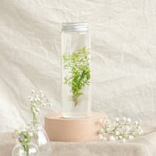 【太陽水草】小室瓶栽水草瓶栽 經典款桌上療癒水草瓶