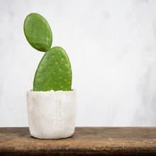 【室內盆栽】團扇仙人掌盆栽 室內植物 多肉植物 植栽 開幕送禮