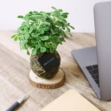 Green scene around me | 苔球植栽