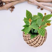 白脈椒草苔球│板植│室內植物│窗邊植物│觀葉植物