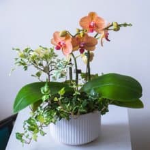 網紋黃金甲蘭花盆栽 | 榮升 | 開幕送禮 | 居家佈置