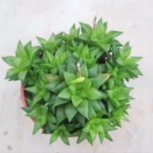 【荳荳多肉】【砂糖】喬遷│送禮│升遷│多肉植物