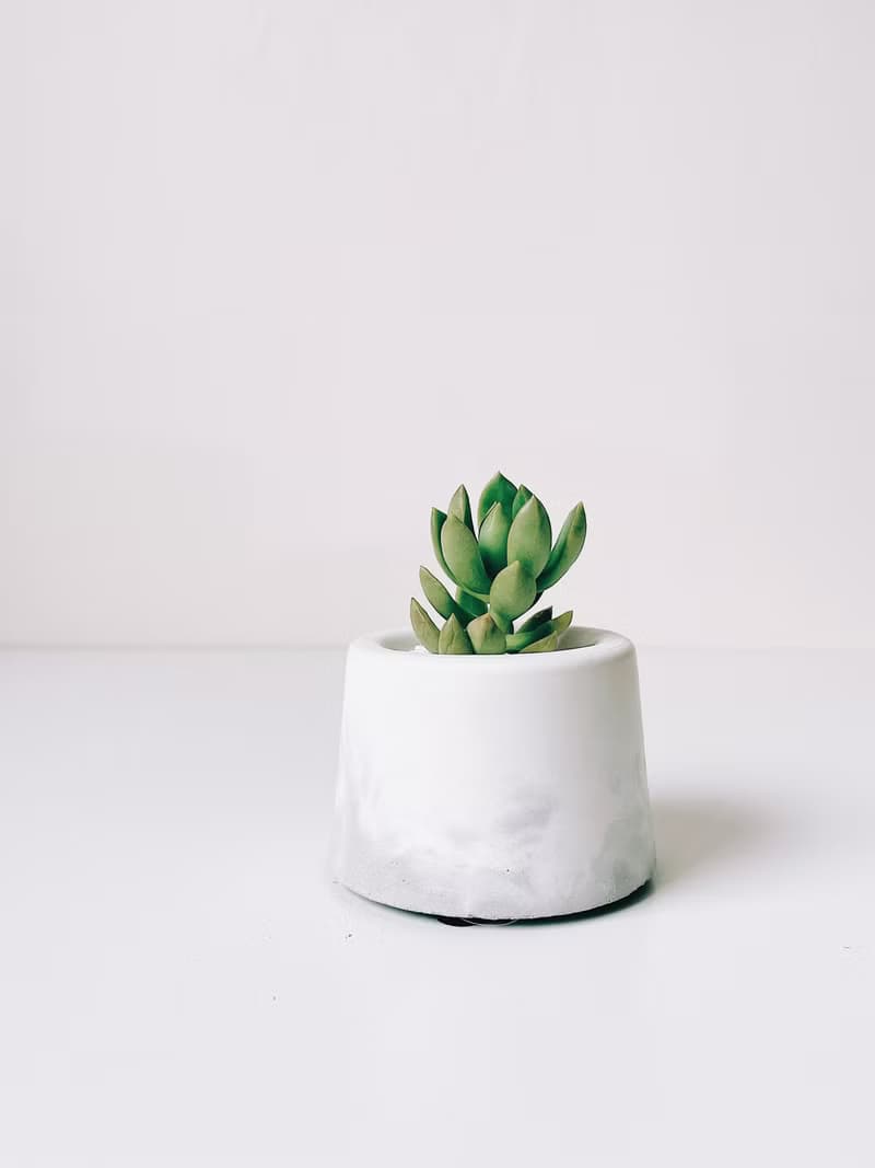 滿山-白水泥暈染水泥小盆栽 植栽