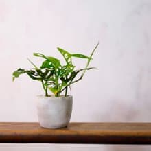 【室內盆栽】窗孔龜背芋 洞洞蔓綠絨 植栽 開幕送禮 升遷送禮
