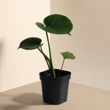 Young Monstera 小龜背竹-室內植栽