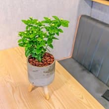 虎頭茉莉花 水泥盆栽 落地盆栽 小高木腳水泥盆栽 開幕禮 喬遷禮