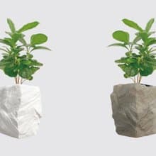 │ 方盆系列 │ 咖啡苗 - 室內植物 水耕盆栽 懶人植物