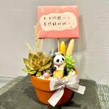 台中多肉組盆 多肉植物 日式枯山水 居家小 熊貓 療癒盆栽 生日禮