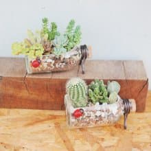 【荳荳多肉】【漂流瓶多肉植栽組合】喬遷│送禮│升遷│多肉植物
