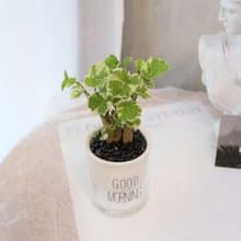 PD165黃金福祿桐吸水盆栽 / 室內植物 懶人植物