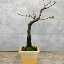 陶盆楓香盆栽