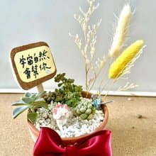 台中多肉組盆 多肉植物 日式枯山水 微景觀 迪士尼 瑪麗貓 Marie