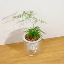 文竹 免澆水盆栽 室內植物 觀葉植物  禮物 辦公室小物