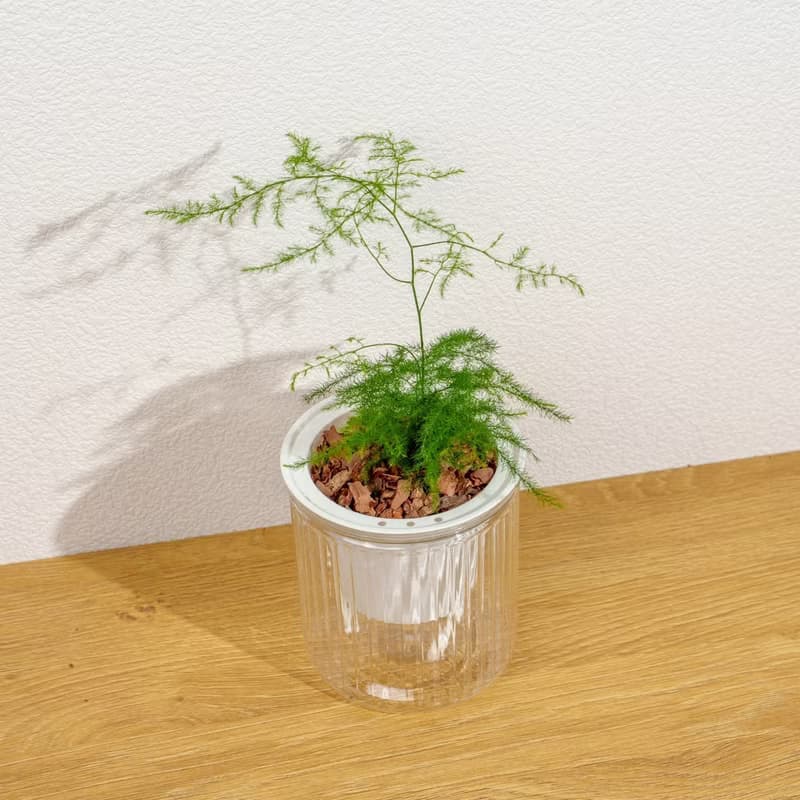 文竹 免澆水盆栽 室內植物 觀葉植物  禮物 辦公室小物