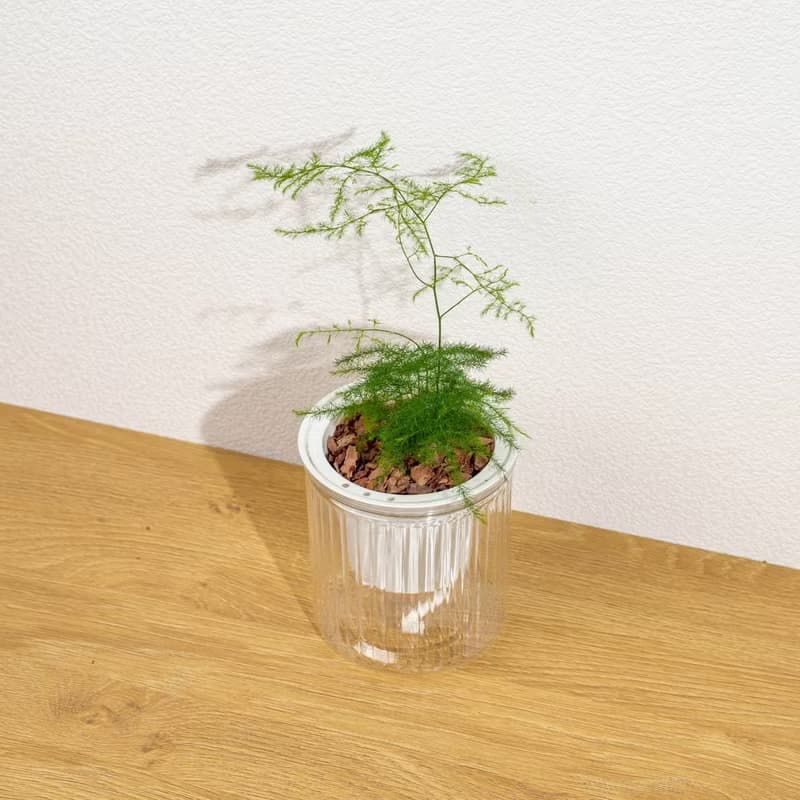 文竹 免澆水盆栽 室內植物 觀葉植物  禮物 辦公室小物