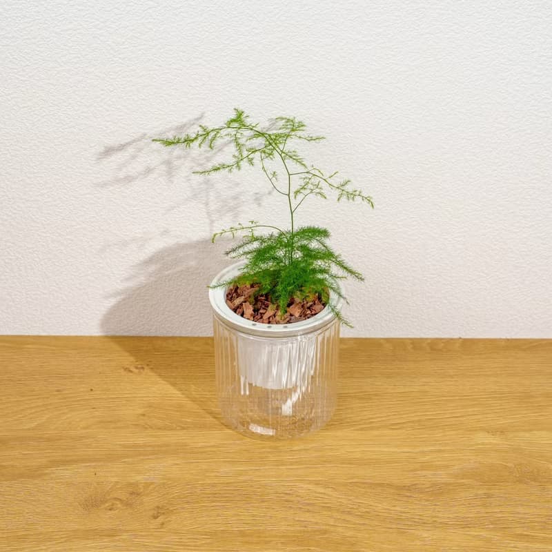 文竹 免澆水盆栽 室內植物 觀葉植物  禮物 辦公室小物