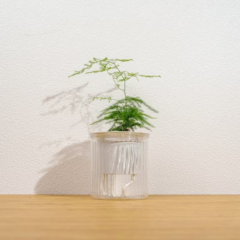 文竹 免澆水盆栽 室內植物 觀葉植物  禮物 辦公室小物