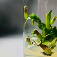 食蟲植物【豬籠草】  辦公室療癒植物 有保固好照顧 植物殺手救星