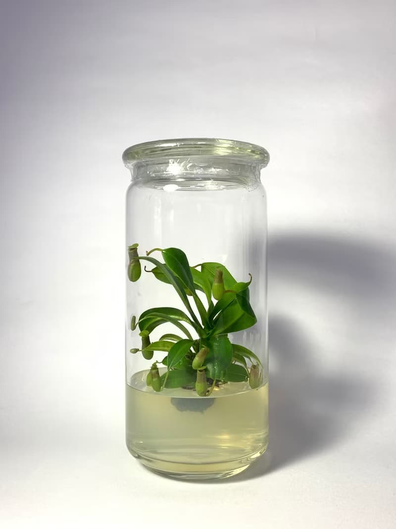 食蟲植物【豬籠草】  辦公室療癒植物 有保固好照顧 植物殺手救星