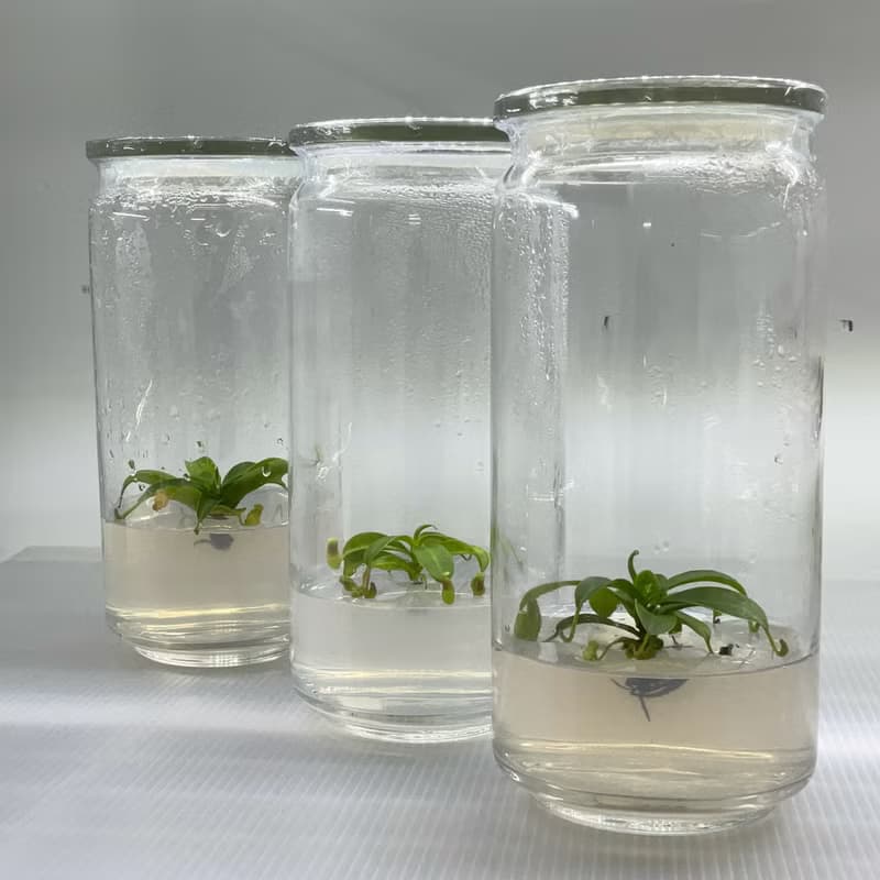 食蟲植物【豬籠草】  辦公室療癒植物 有保固好照顧 植物殺手救星