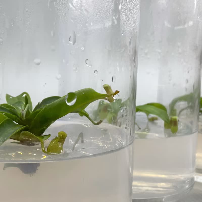 食蟲植物【豬籠草】  辦公室療癒植物 有保固好照顧 植物殺手救星
